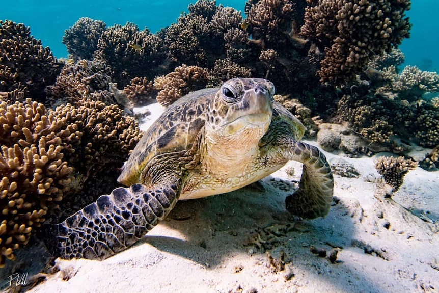 A turtle surrounded by coral.