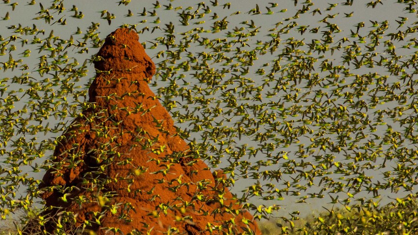 A flock of budgerigars near Onslow in Western Australia.