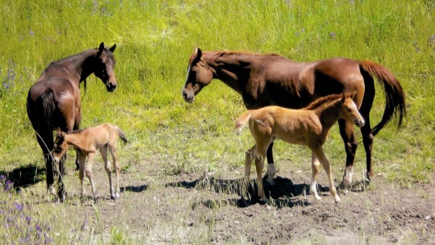 A foal born unusually undersize is just one example of the health issues that plagued animals on Greg Semple's property