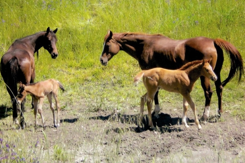 A foal born unusually undersize is just one example of the health issues that plagued animals on Greg Semple's property