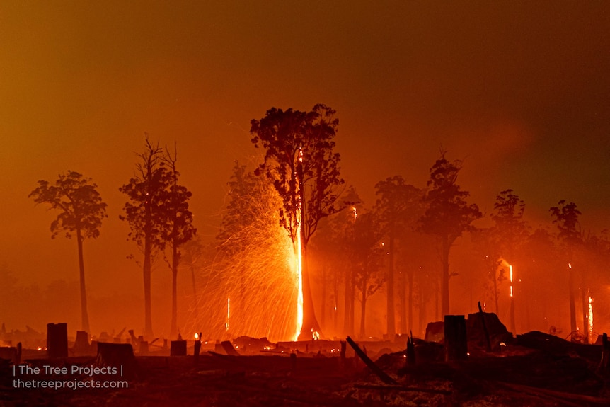 A tree burning in the forest.