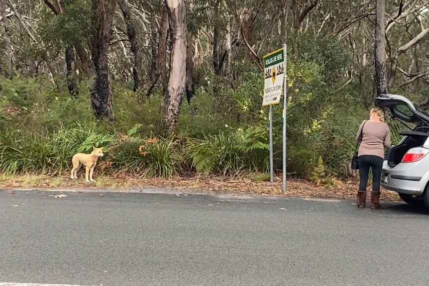A dingo watches a person who is standing next to their car.