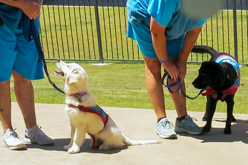 Prisoners training pups to become assistance dogs as part of Certificate 3 course.