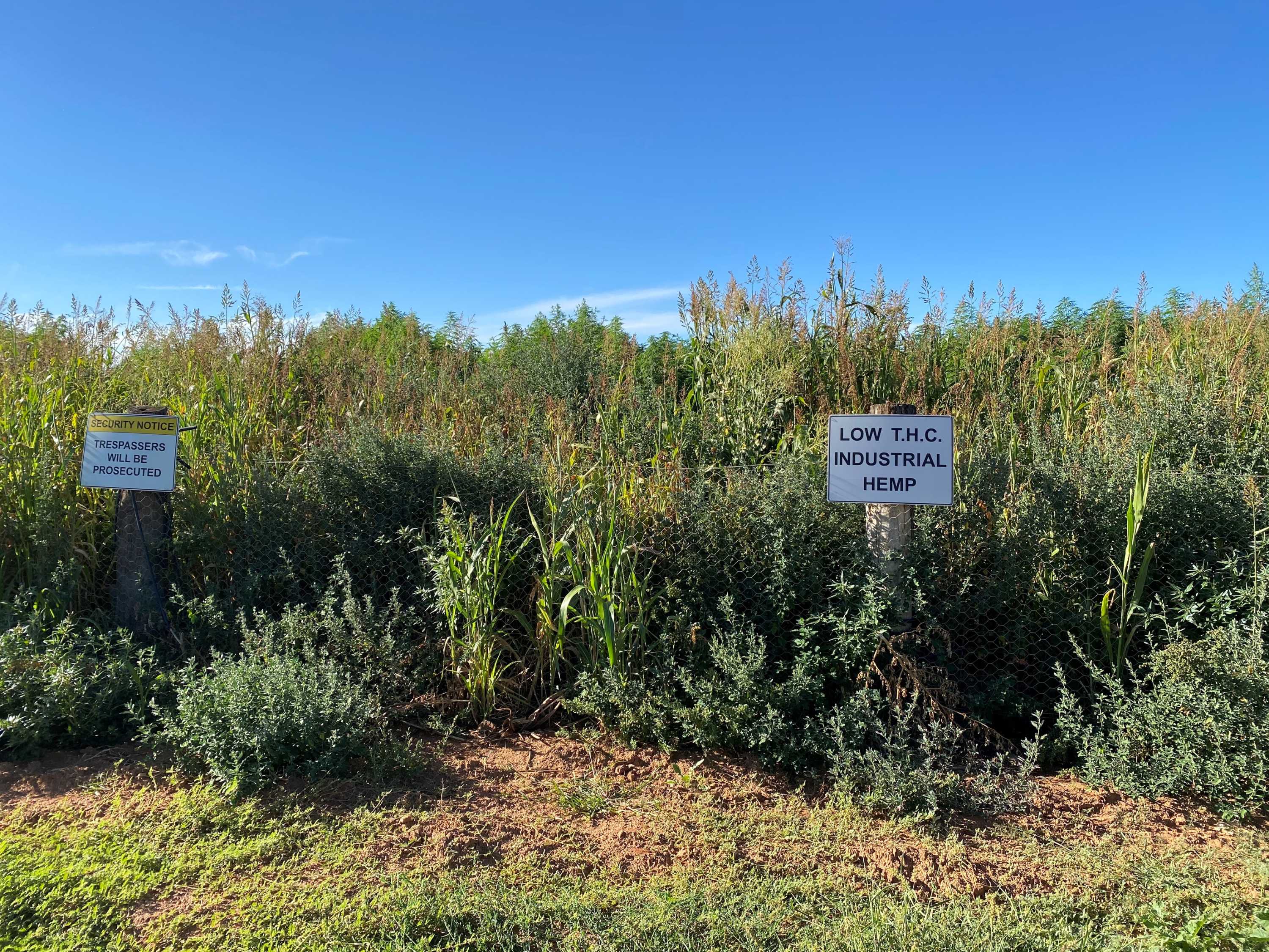 Neighbours of Red Cliffs hemp farm says odour causes 'nausea, headaches ...