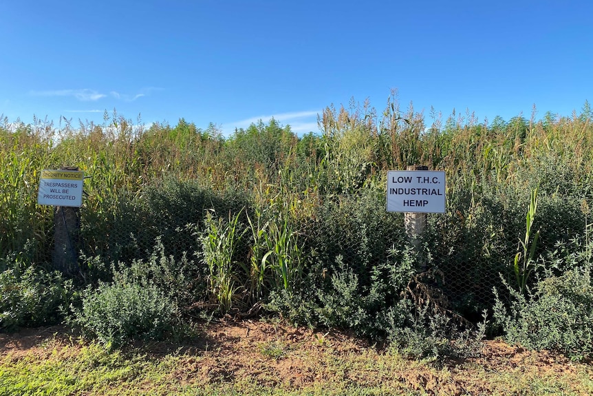 The industrial hemp farm with a sign saying "Low T.H.C industrial hemp" on the fence.