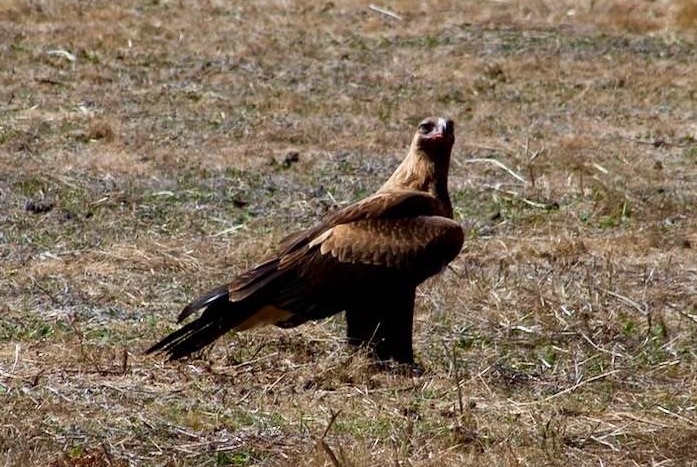 A wedge-tailed eagle