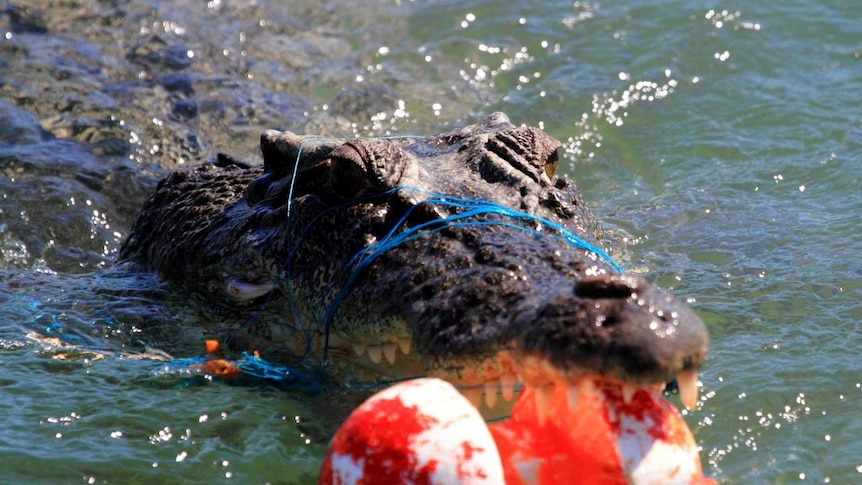 The crocodile's jaw had been roped shut by an abandoned fishing line.