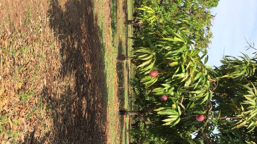 The new mango variety developed by Berry Springs grower Leo Skliros.