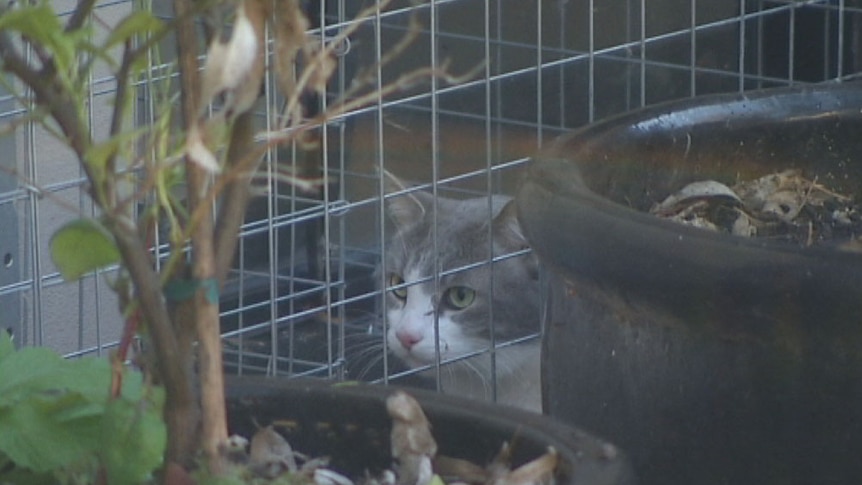 The background paper being considered by the ACT Government said cat containment is most effective if in-force 24 hours a day.