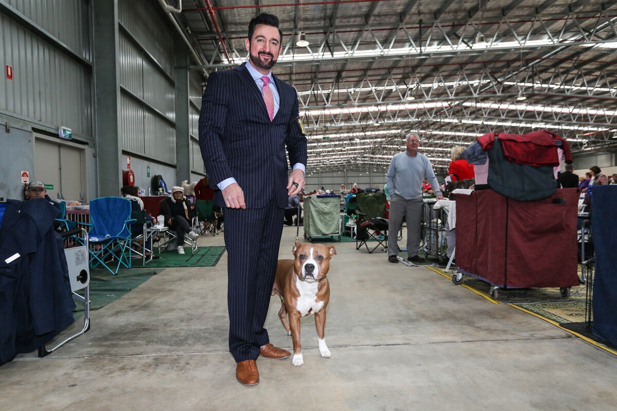 Bendigo show attracts 3,000 dogs from around the country and the