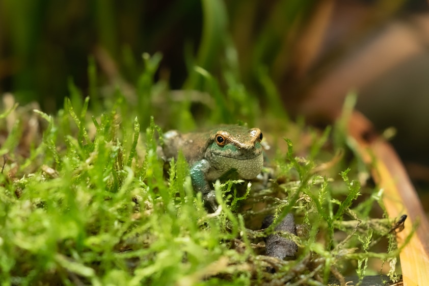 small green frog sitting on green moss 