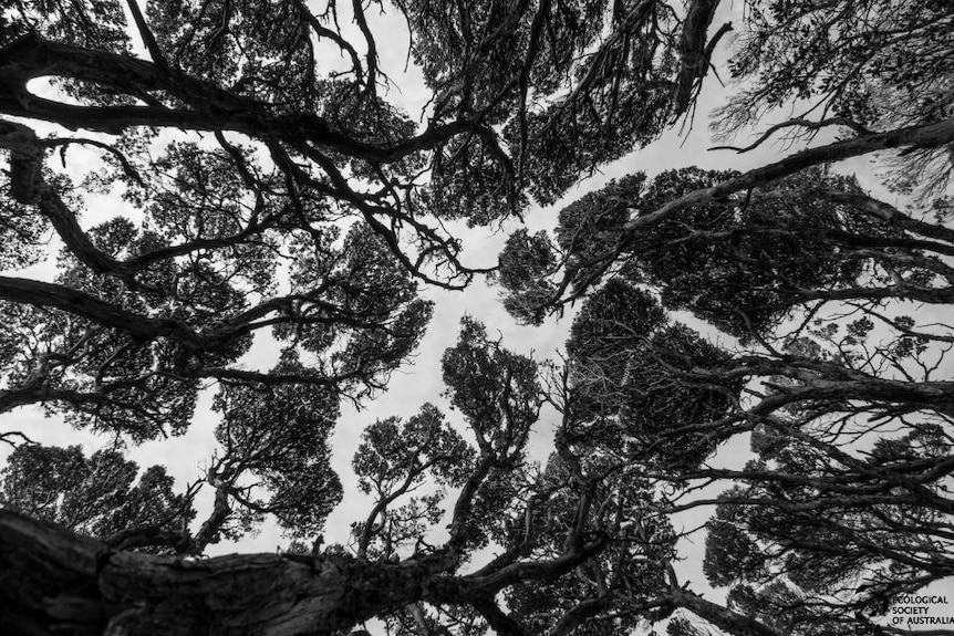 The canopy of a tea-tree forest where the crowns of individual trees don't overlap