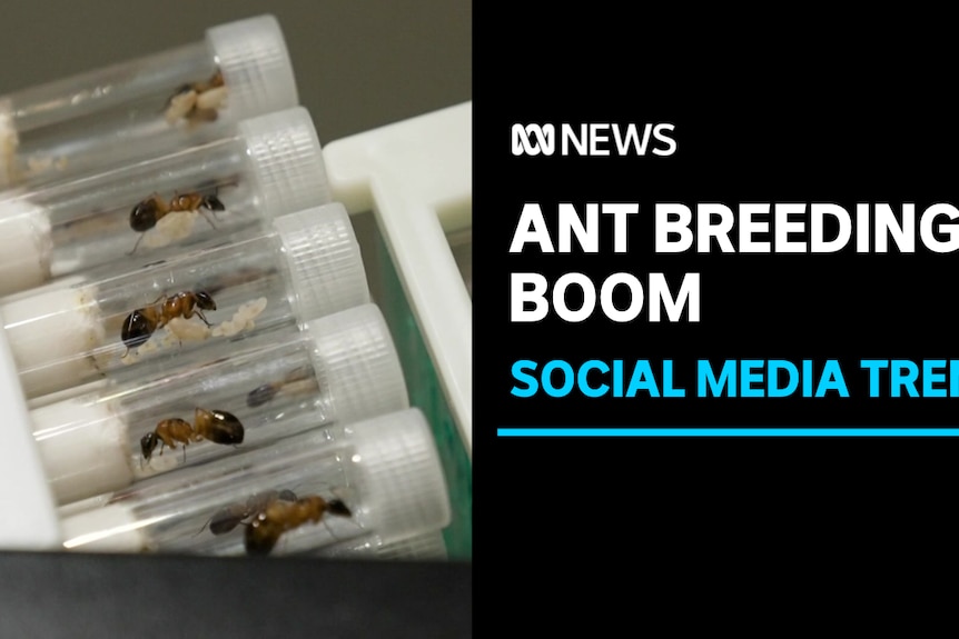 Ant Breeding Boom, Social Media Trend: Rows of transport tubes filled with an ant in each. 