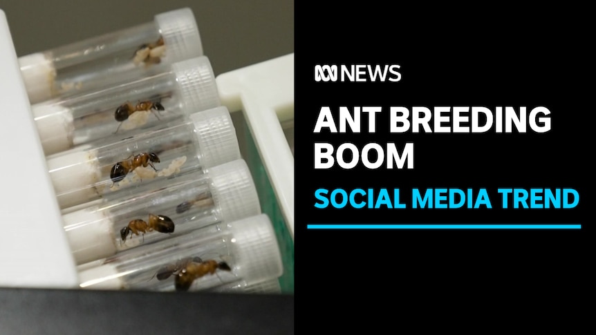 Ant Breeding Boom, Social Media Trend: Rows of transport tubes filled with an ant in each. 