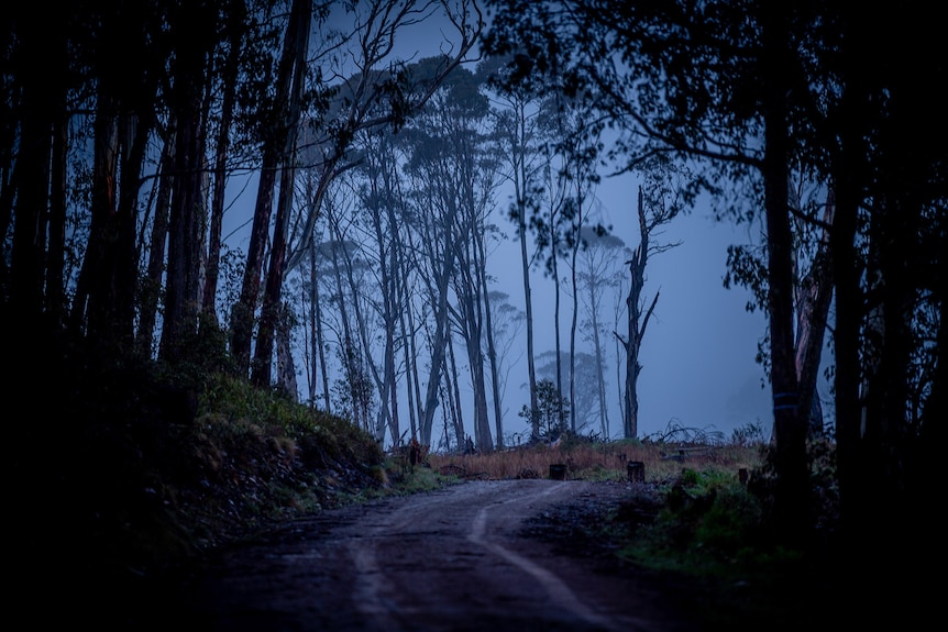A unsealed road weaves through foggy and wet forest