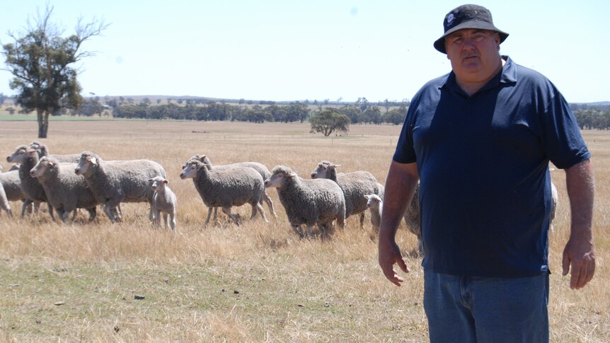 A fair-skinned middle-aged white man, Jason Gordon, stands in the foreground with his sheep on his Wimmera farm.