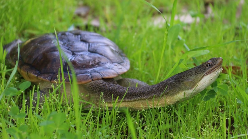 A close up of a south-western snake-necked turtle