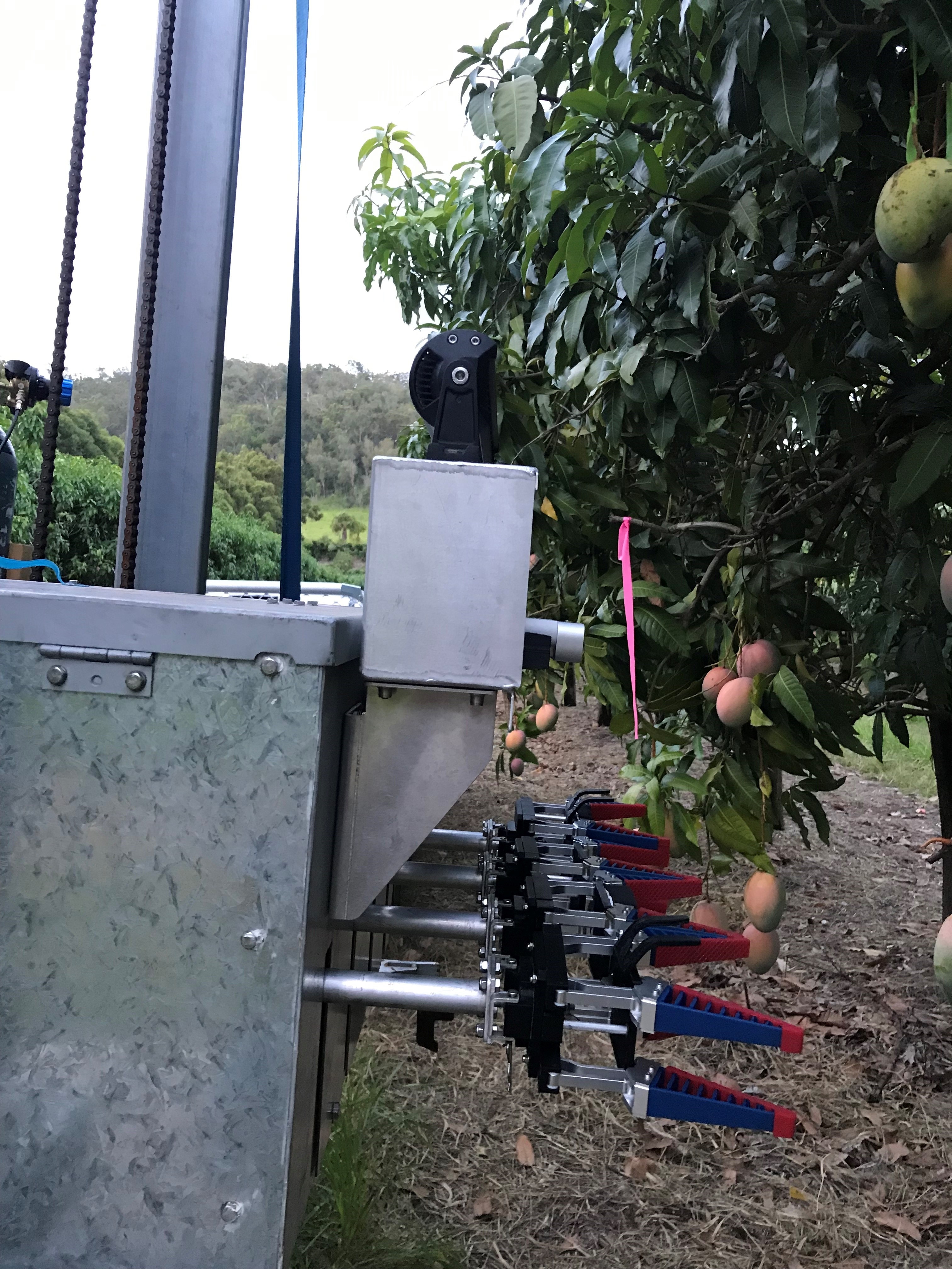 Mango harvester that locates ripe fruit could ease labour shortage woes