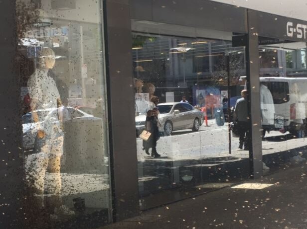 Thousands of bees crawl on a clothing shop window and fly through the air.