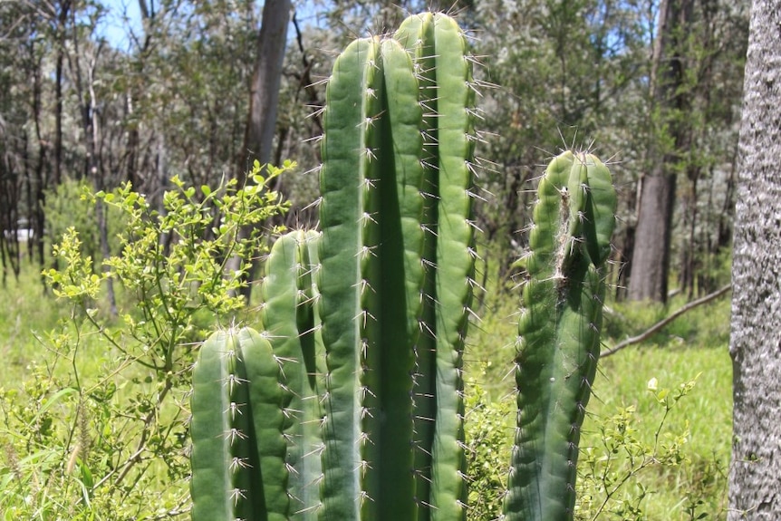Cereus cactus close up