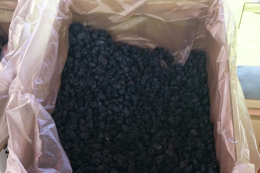 A box of dried black muscat grapes