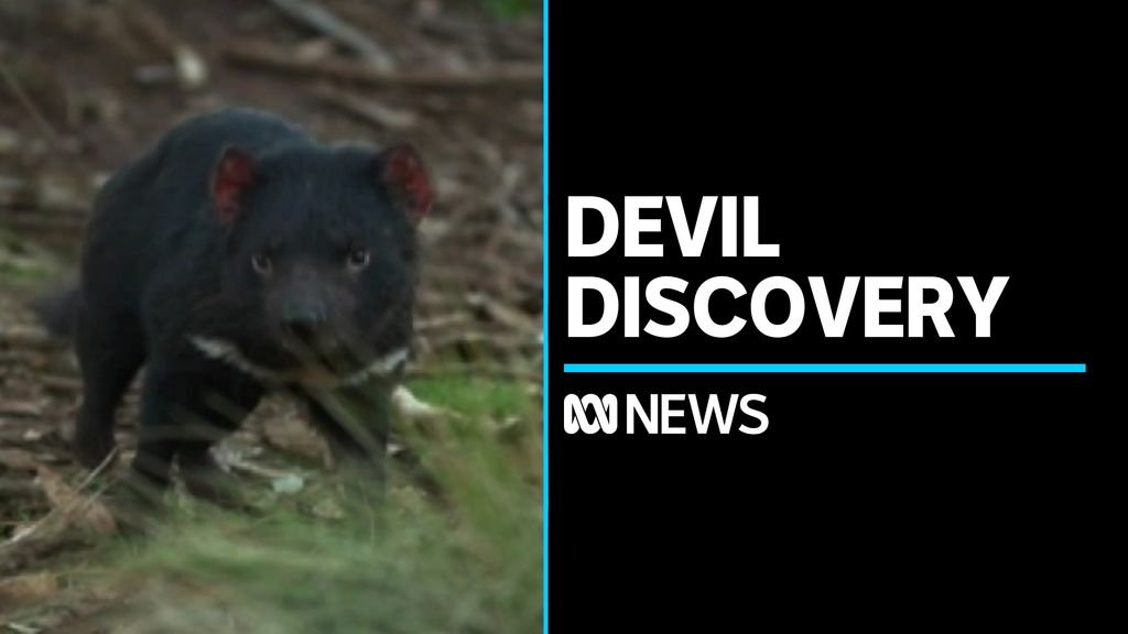 Hope for devils despite finding that tumour has spread - ABC News