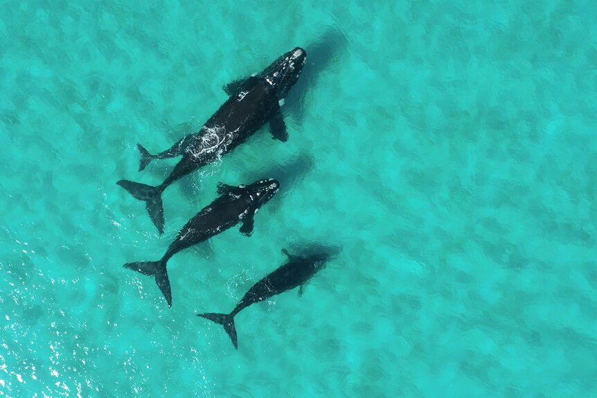 Four whales are pictured from above in a jade sea
