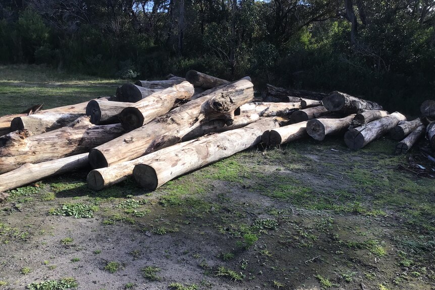 Pile of logs ready for milling on a property