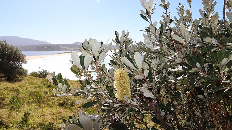 Flowers at the beach near Tathra, with mountains in the background.