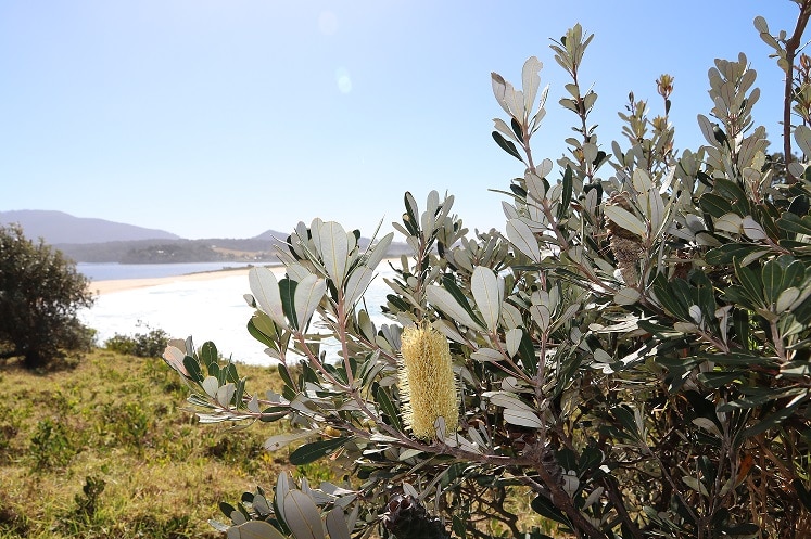 Flowers at the beach near Tathra, with mountains in the background.