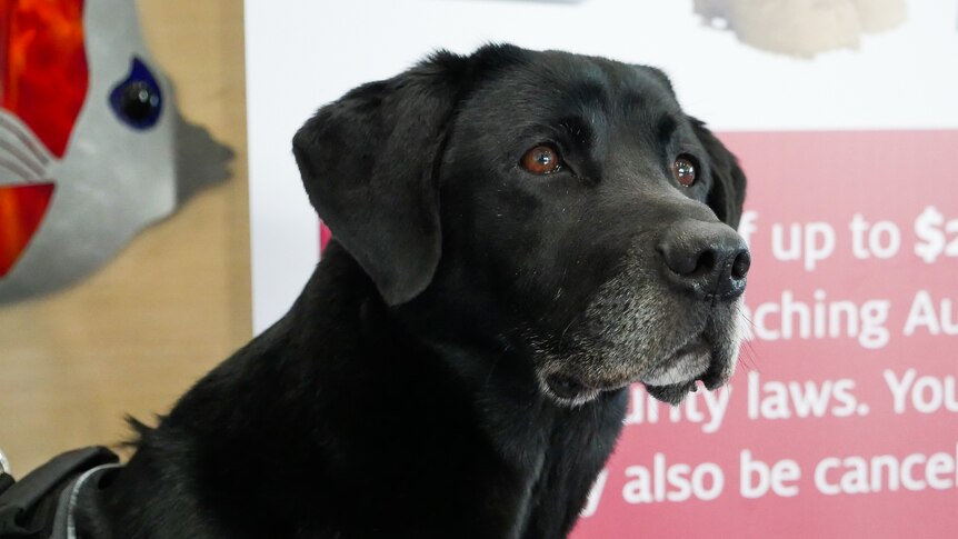 A close up shot of a black biosecurity dog with an advisory sign in the background