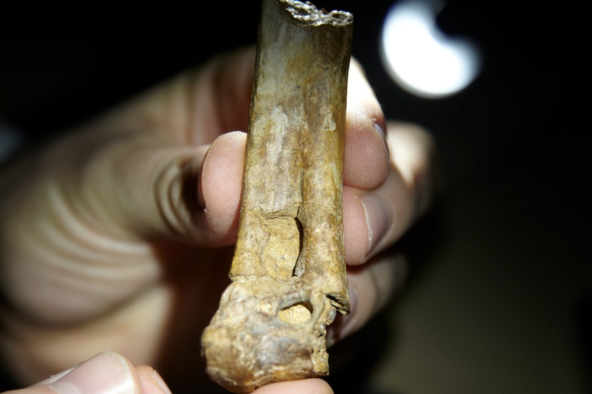 A pelagornis fossil found at Beaumaris