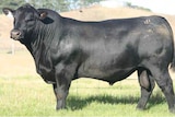 A black bull side on