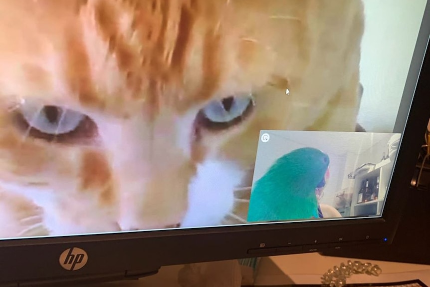A computer screen shows a pet cat on a conference call with a pet budgie. Owners aren't in the shot.
