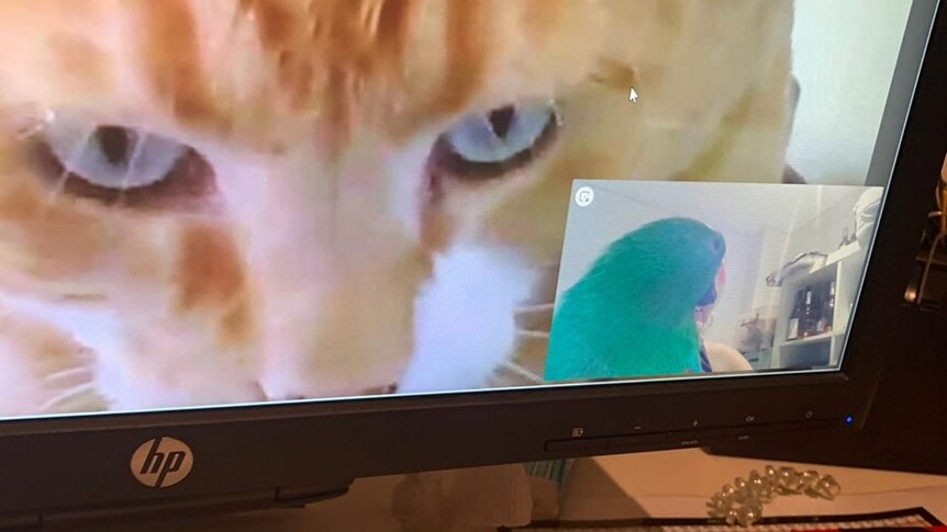 A computer screen shows a pet cat on a conference call with a pet budgie. Owners aren't in the shot.