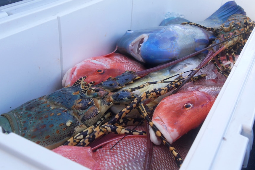 Colourful fish in an ice box