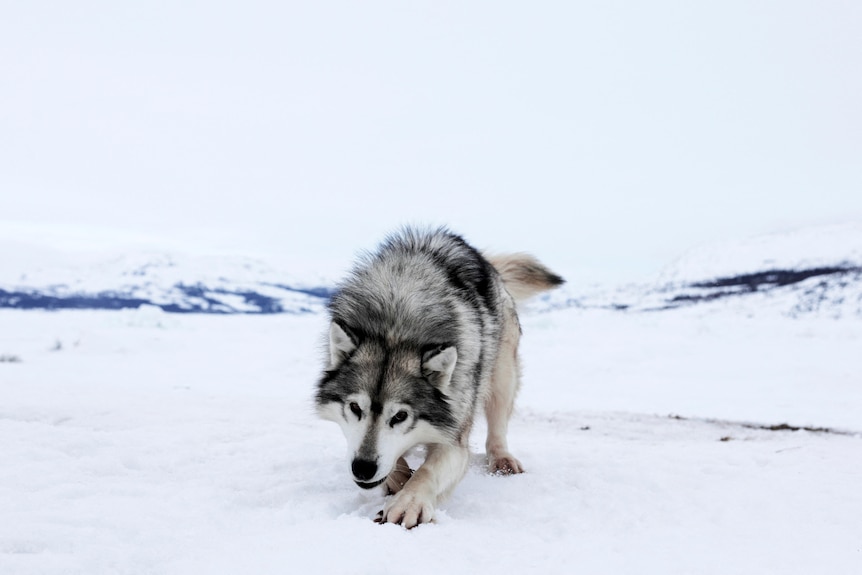 A large wolflike looking husky is pictured surrounded by snow, walked close to the ground, threatening. 