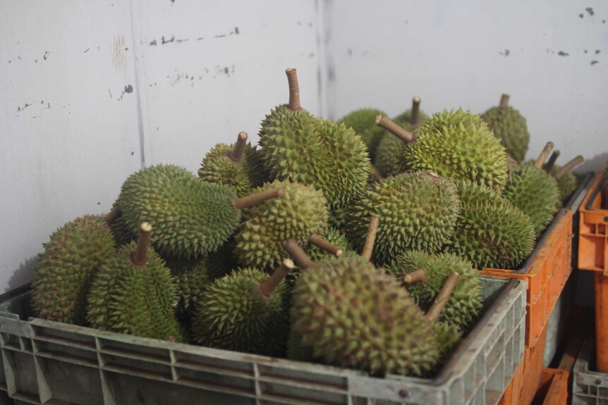 durian fruit in boxes