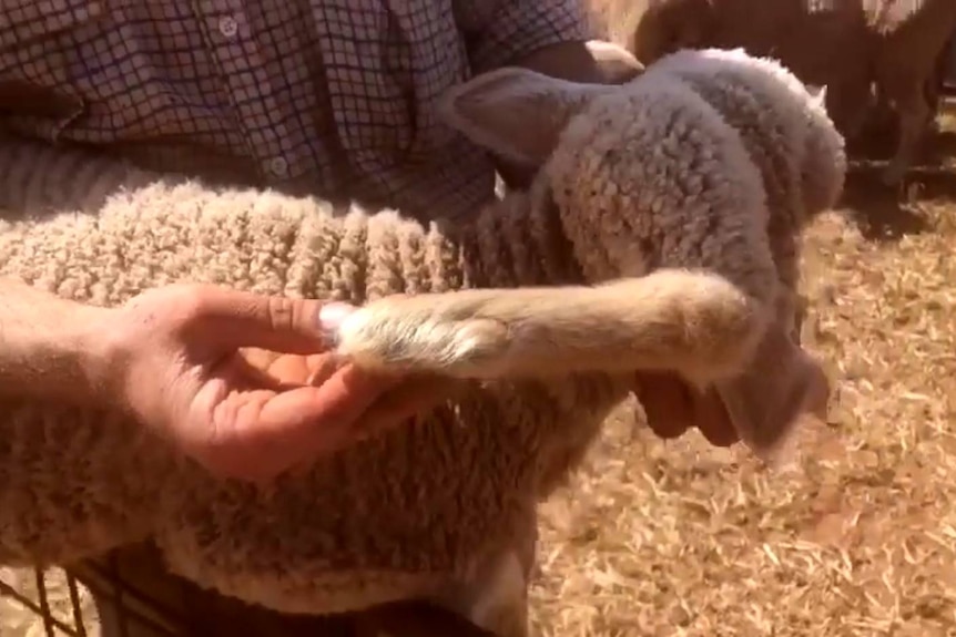 A farmer holds a lamb with a leg growing out of its head.