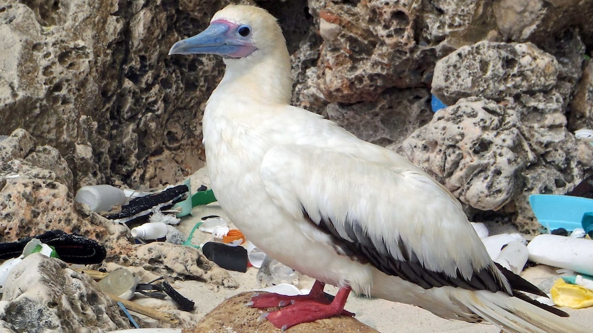 A red-footed booby on Christmas Island