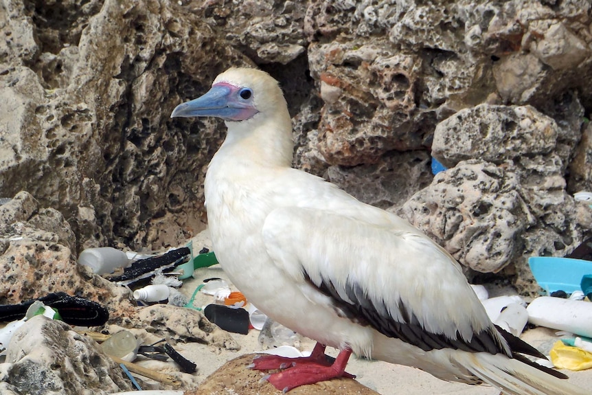 A red-footed booby surrounded by items of plastic on Christmas Island in the Indian Ocean