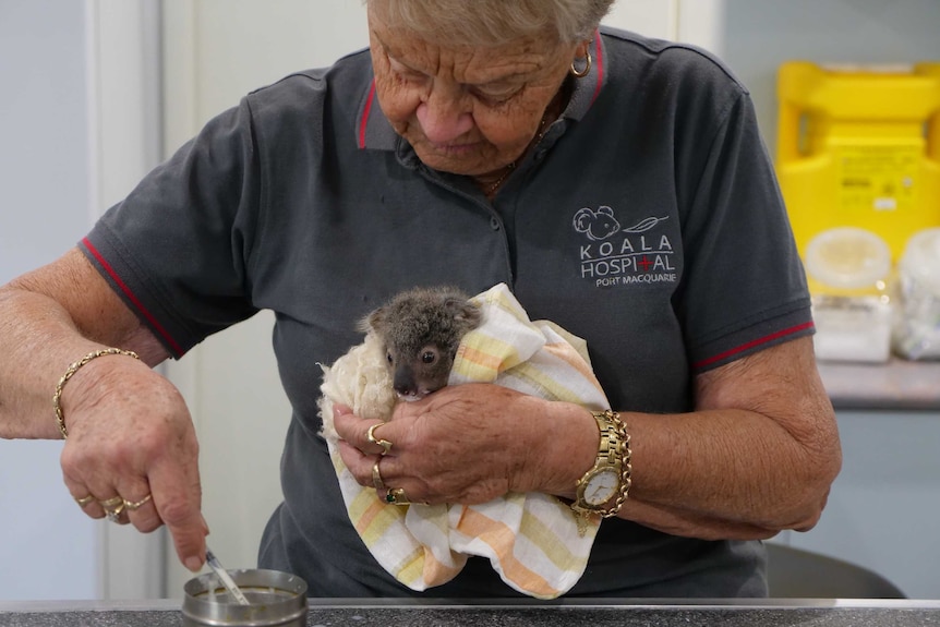 A small koala joey, wrapped in a towel and held by a carer, who holds a syringe filled with formula.