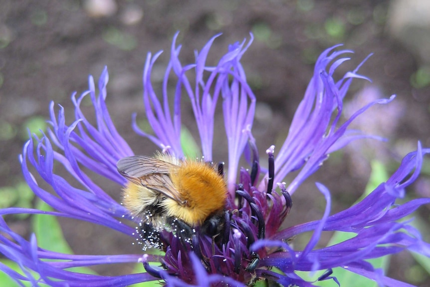 A bee with a big fluffy bottom on a purple flower.