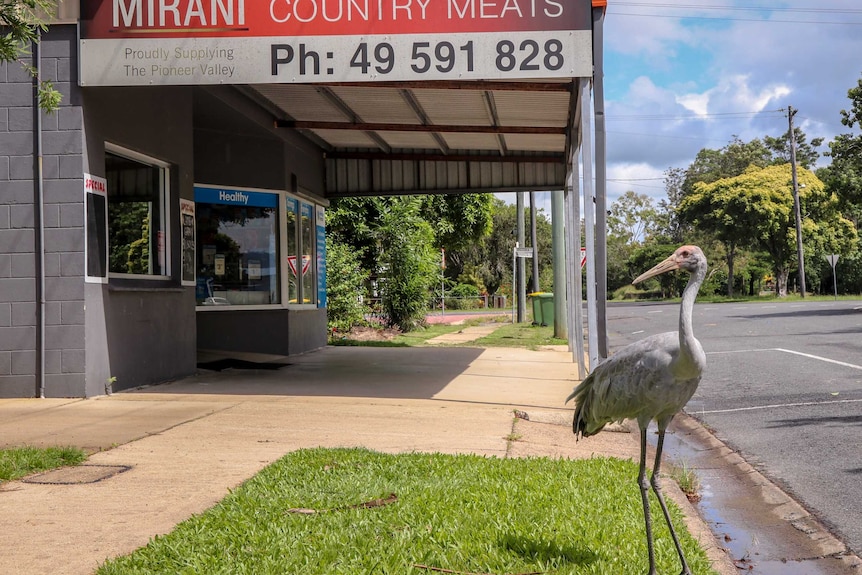 A brolga standing on the footpath outside a butcher shop.