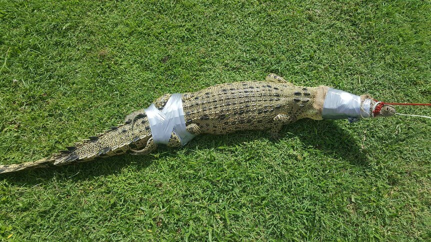 Saltwater crocodile taped at head and waist after being trapped.