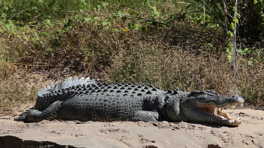 Crocodile at Roe River in WA's Kimberley