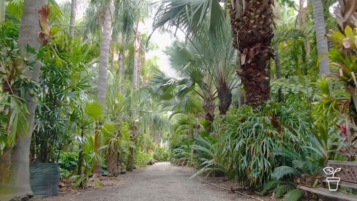 Pathway through a garden filled with a range of palm trees of varying sizes and types