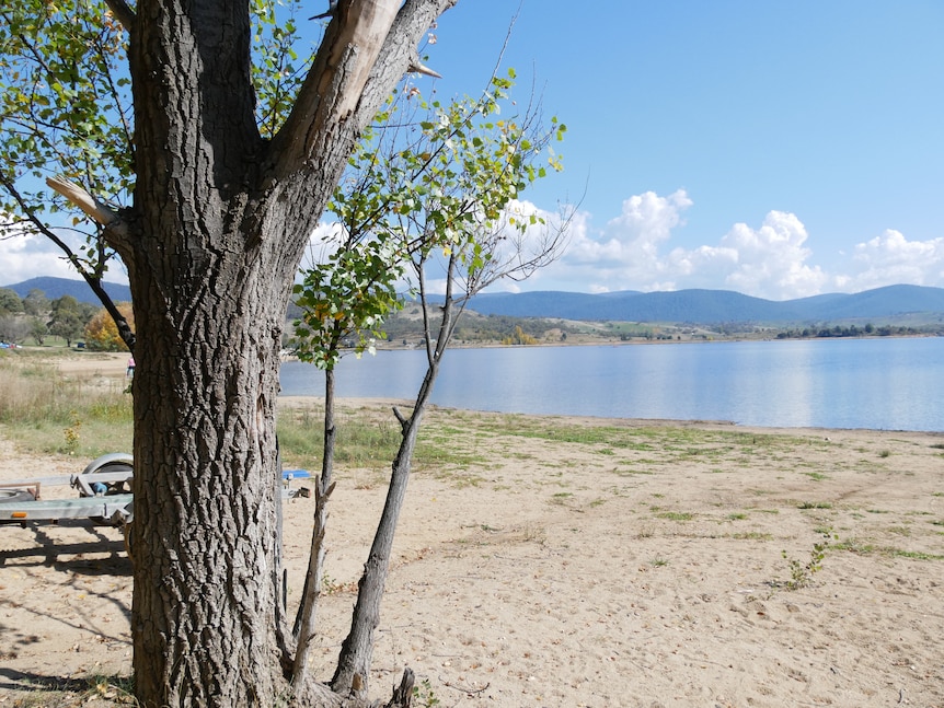 A tree and boat trailer on the foreshore of a lake.