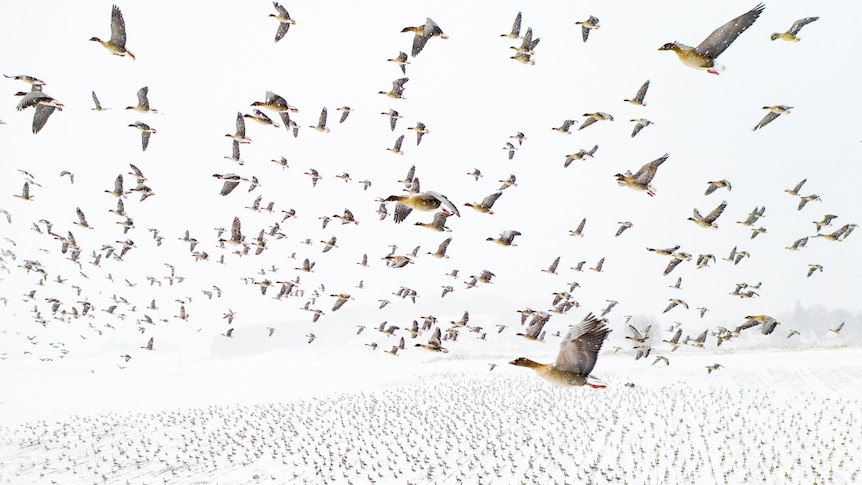 a flock of geese fly over snow covered ground in Norway
