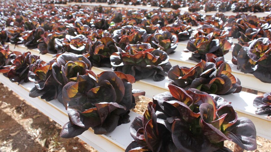 Purple lettuce sitting in rows.